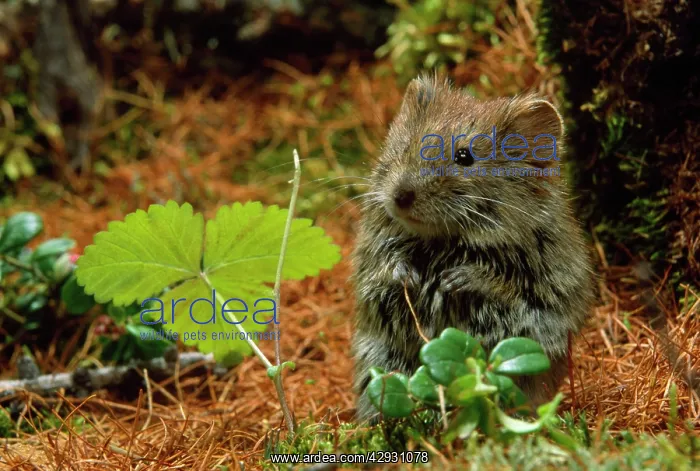 : Northern Red-backed Vole - in search of food : Northern Red-backed Vole - in search of food