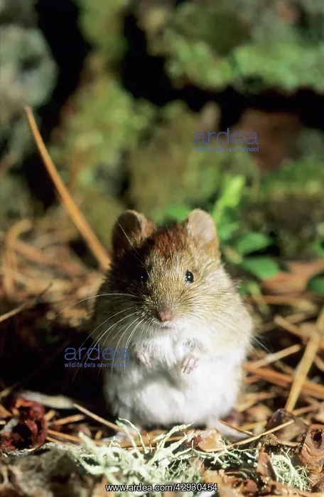 : Northern red-backed vole - on taiga-forest floor : Northern red-backed vole - on taiga-forest floor