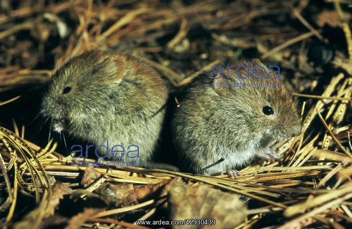 : Northern red-backed VOLE - two young brothers feed : Northern red-backed VOLE - two young brothers feed