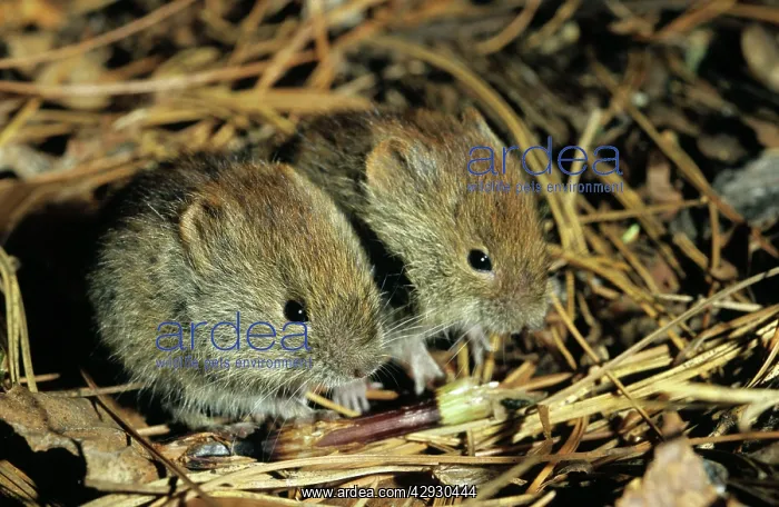 : Northern red-backed VOLE, two young brothers feed : Northern red-backed VOLE, two young brothers feed