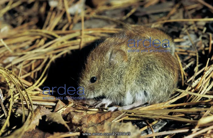 : Northern red-backed vole, two young brothers feed : Northern red-backed vole, two young brothers feed