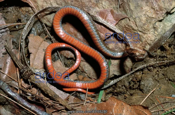 : Northern Red-bellied Snake : Northern Red-bellied Snake