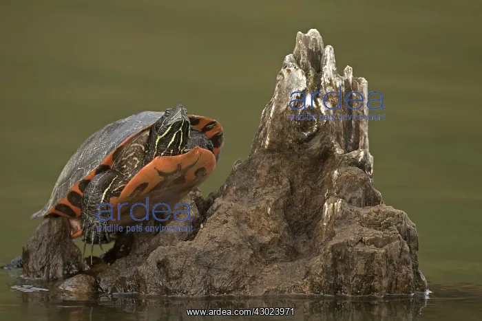 : northern red-bellied turtle (Pseudemys rubriventris), Ma : northern red-bellied turtle (Pseudemys rubriventris), Ma