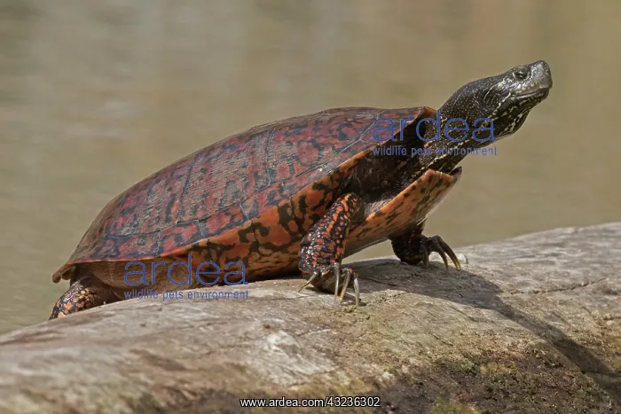 : northern red-bellied turtle (Pseudemys rubriventris), Ma : northern red-bellied turtle (Pseudemys rubriventris), Ma
