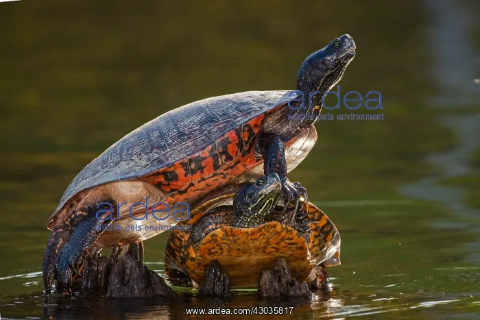 : northern red-bellied turtle or redbellied cooter : northern red-bellied turtle or redbellied cooter