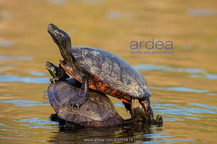 : northern red-bellied turtle or redbellied cooter : northern red-bellied turtle or redbellied cooter
