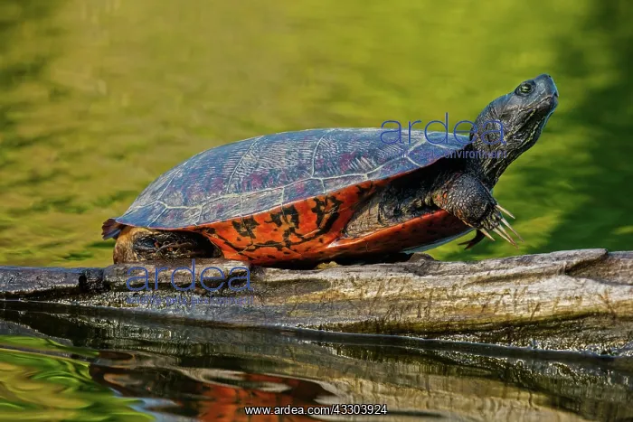  : northern red-bellied turtle or redbellied cooter