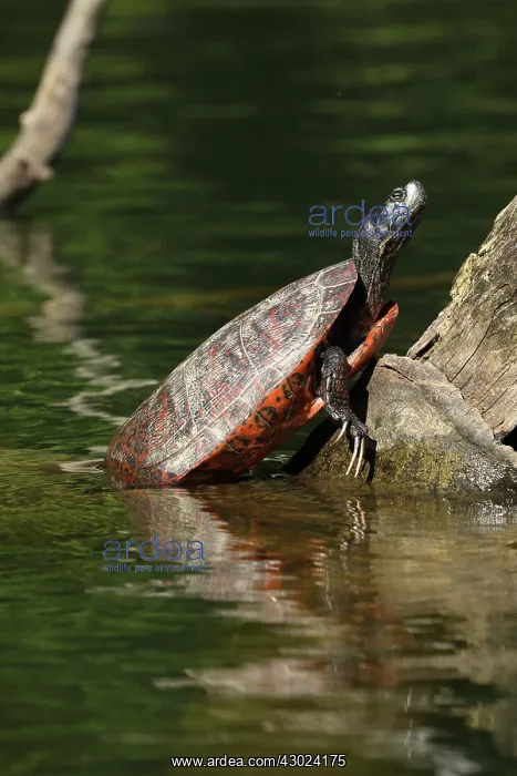 : northern red-bellied turtles, Maryland, basking, also kn : northern red-bellied turtles, Maryland, basking, also kn