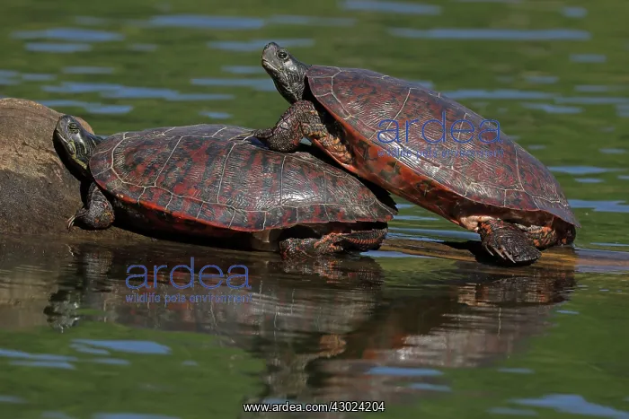 : northern red-bellied turtles, Maryland, basking, also kn : northern red-bellied turtles, Maryland, basking, also kn
