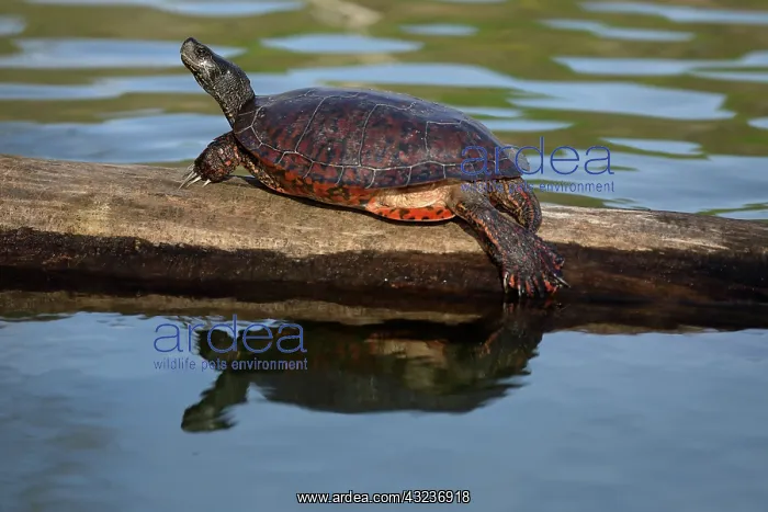 : northern red-bellied turtles, Maryland, basking, also kn : northern red-bellied turtles, Maryland, basking, also kn