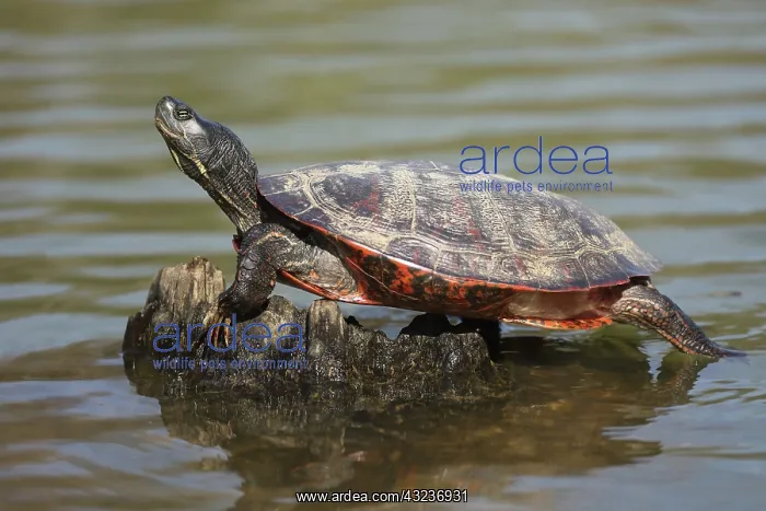 : northern red-bellied turtles, Maryland, basking, also kn : northern red-bellied turtles, Maryland, basking, also kn