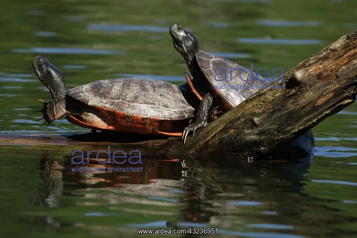 : northern red-bellied turtles, Maryland, basking, also kn : northern red-bellied turtles, Maryland, basking, also kn