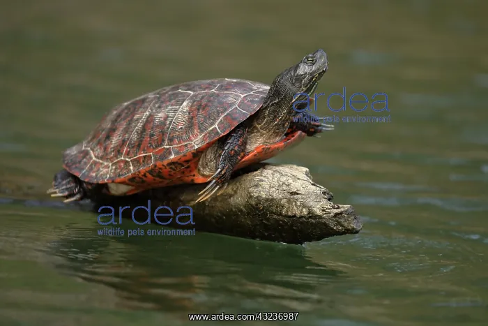 : northern red-bellied turtles, Maryland, basking, also kn : northern red-bellied turtles, Maryland, basking, also kn