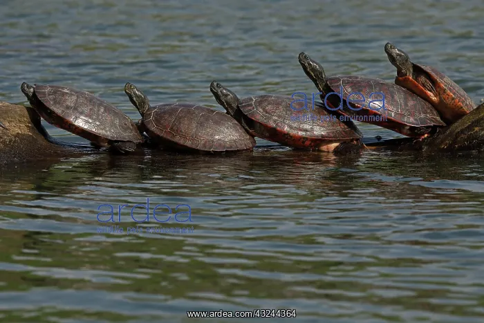 : northern red-bellied turtles, Maryland, basking, also kn : northern red-bellied turtles, Maryland, basking, also kn