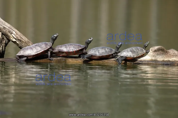 : northern red-bellied turtles (Pseudemys rubriventris), M : northern red-bellied turtles (Pseudemys rubriventris), M