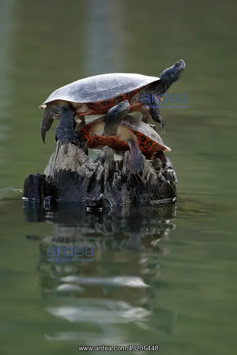 : northern red-bellied turtles (Pseudemys rubriventris), M : northern red-bellied turtles (Pseudemys rubriventris), M