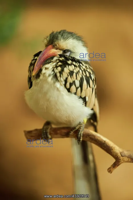  : Northern red-billed hornbill (Tockus erythrorhynchus)
