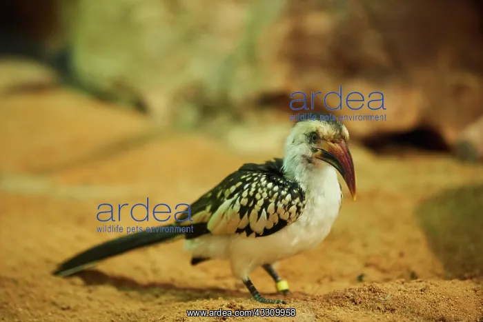 : Northern red-billed hornbill (Tockus erythrorhynchus) : Northern red-billed hornbill (Tockus erythrorhynchus)
