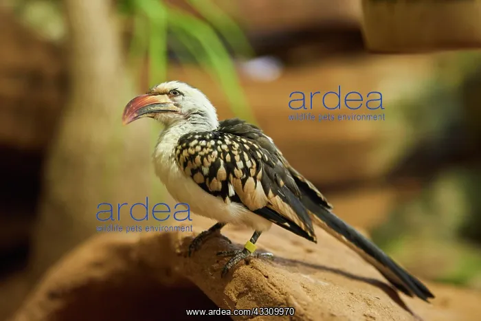 : Northern red-billed hornbill (Tockus erythrorhynchus) : Northern red-billed hornbill (Tockus erythrorhynchus)