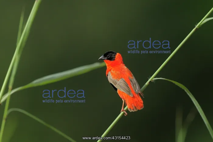 : Northern Red Bishop : Northern Red Bishop