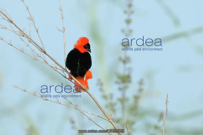: Northern Red Bishop : Northern Red Bishop