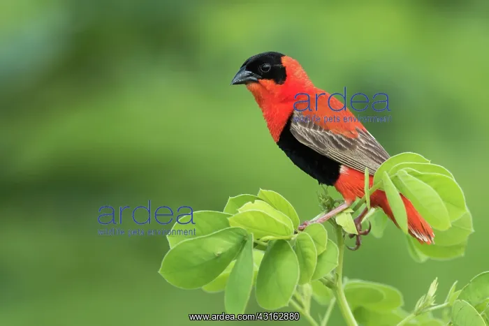 : Northern Red Bishop : Northern Red Bishop