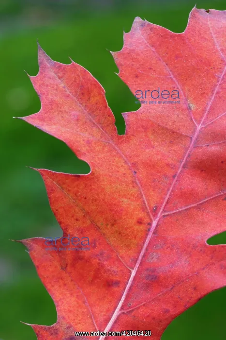 : Northern Red / Champion Oak - autumn leaf : Northern Red / Champion Oak - autumn leaf