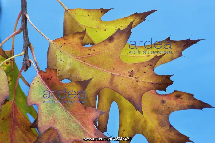 : Northern Red / Champion Oak - autumn leaves : Northern Red / Champion Oak - autumn leaves