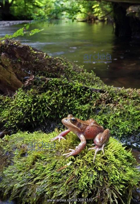 : Northern Red-legged Frog : Northern Red-legged Frog