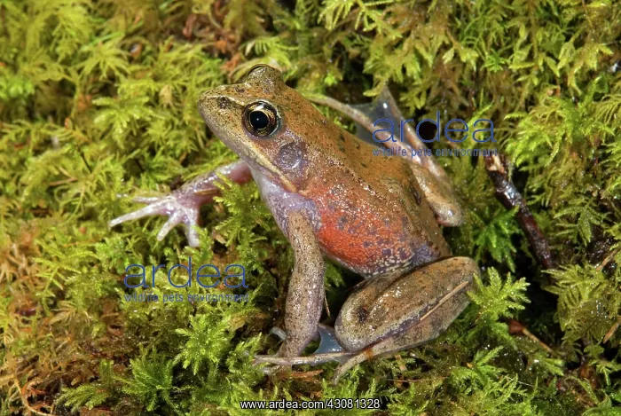  : Northern Red-legged Frog