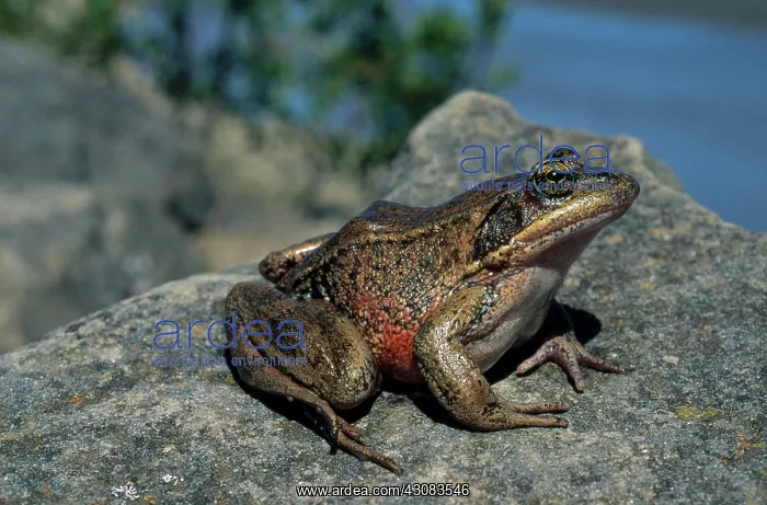 : Northern Red-Legged Frog : Northern Red-Legged Frog