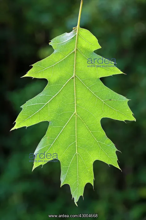 : Northern Red Oak / Champion Oak Tree - leaf : Northern Red Oak / Champion Oak Tree - leaf