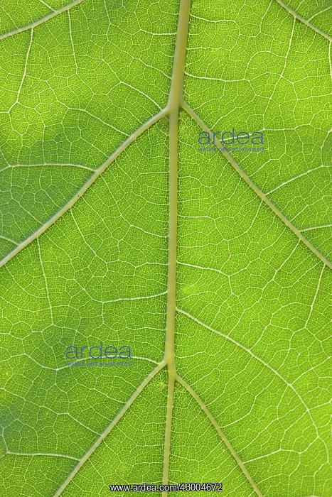 : Northern Red Oak / Champion Oak Tree - leaf : Northern Red Oak / Champion Oak Tree - leaf