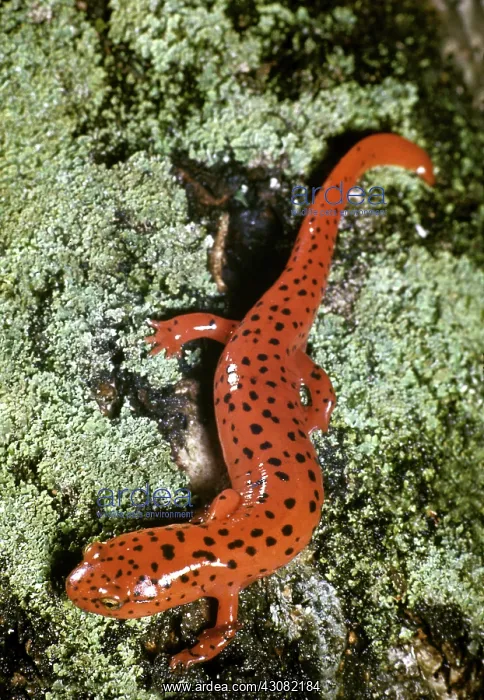 : Northern Red Salamander : Northern Red Salamander