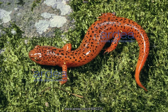 : Northern Red Salamander : Northern Red Salamander
