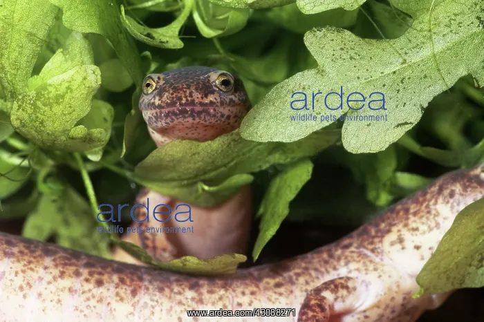: Northern Red Salamander : Northern Red Salamander