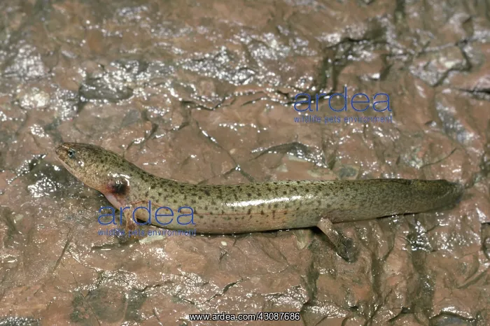 : Northern Red Salamander Larva : Northern Red Salamander Larva