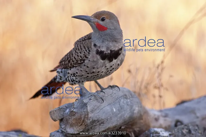 : A Northern (red-shafted) Flicker (Colaptes : A Northern (red-shafted) Flicker (Colaptes