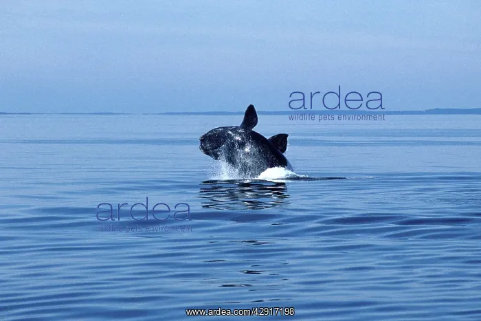  : Northern Right WHALE - breaching