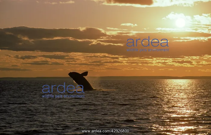 : Northern Right Whale - breaching, at sunset : Northern Right Whale - breaching, at sunset
