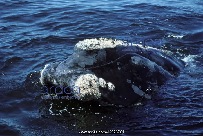 : Northern Right whale - Close-up of head : Northern Right whale - Close-up of head