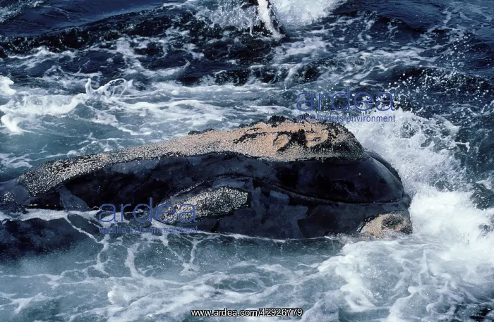 : Northern Right whale - Close-up of head : Northern Right whale - Close-up of head