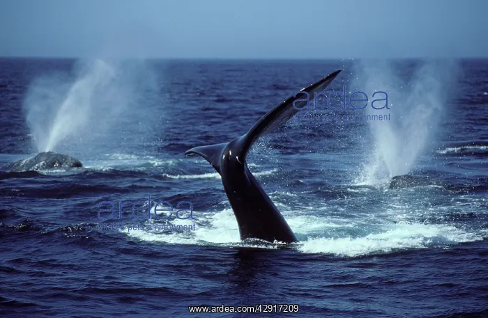 : NORTHERN RIGHT WHALE - courting group : NORTHERN RIGHT WHALE - courting group