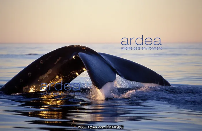 : Northern Right whale - Diving, late afternoon : Northern Right whale - Diving, late afternoon