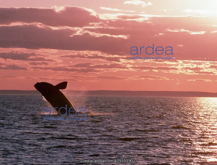 : Northern Right Whale - leaping, sunset : Northern Right Whale - leaping, sunset