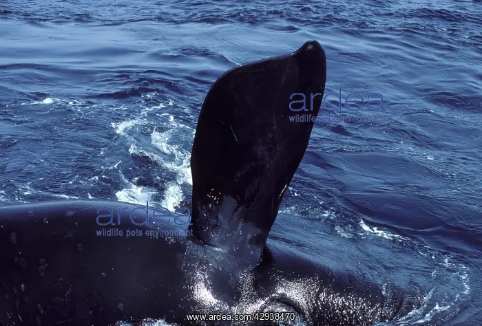 : Northern Right whale - Pectoral flipper : Northern Right whale - Pectoral flipper