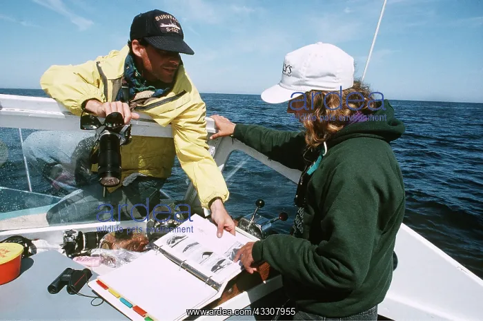 : Northern Right WHALE RESEARCH : Northern Right WHALE RESEARCH
