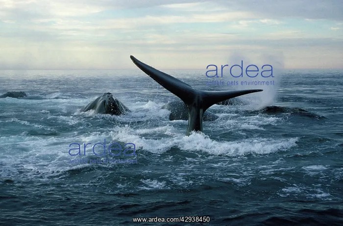 : Northern Right Whale - Social group, at dusk : Northern Right Whale - Social group, at dusk