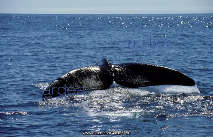  : Northern Right Whale - Tail