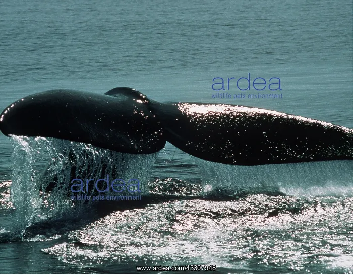 : NORTHERN RIGHT WHALE - tail : NORTHERN RIGHT WHALE - tail